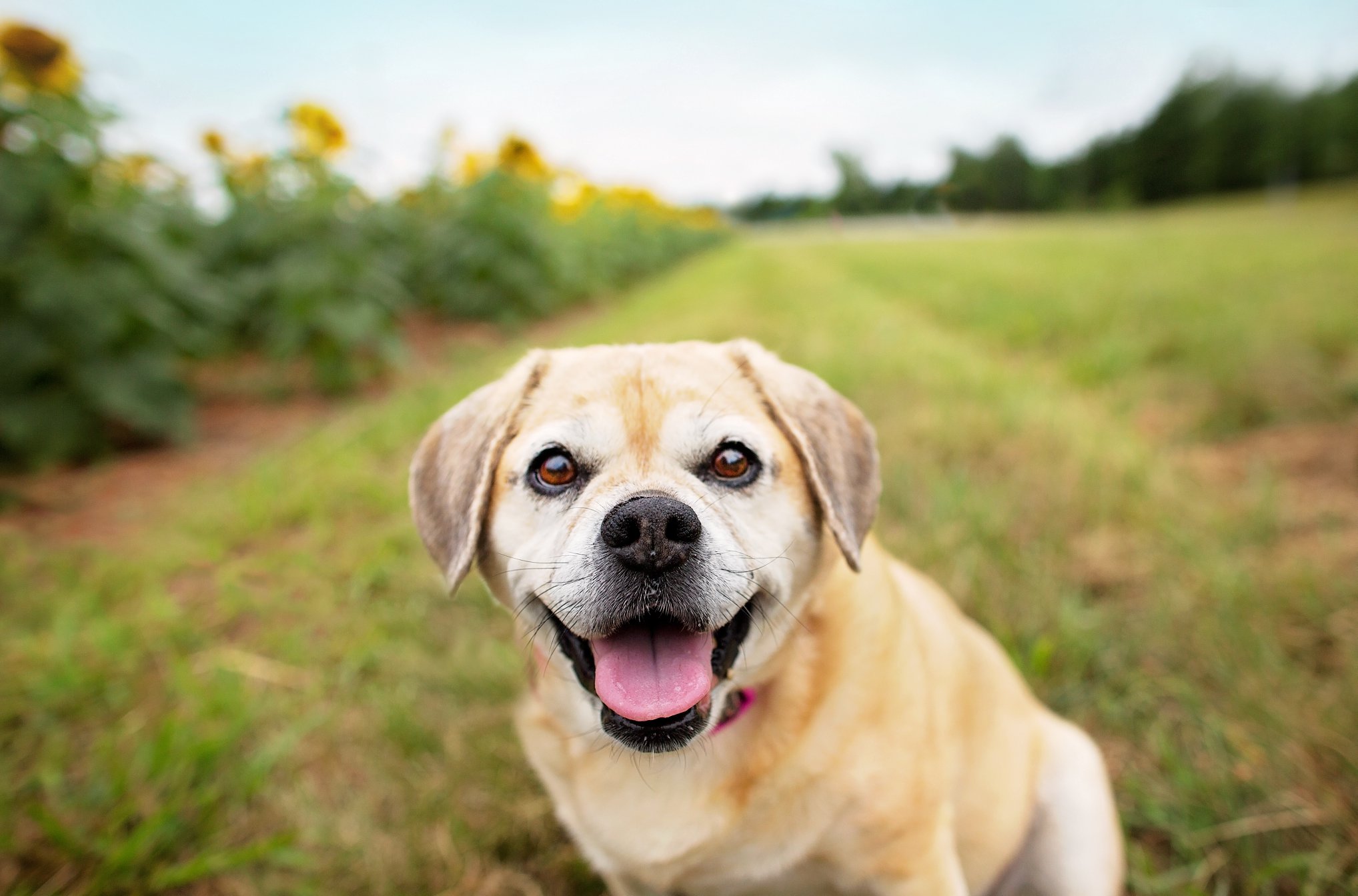 Pug beagle lab sales mix